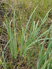 Iris missouriensis