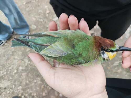 European Bee-eater