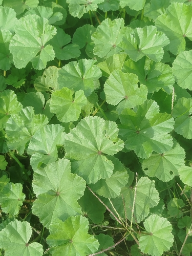 dwarf mallow