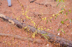 Lindera melissifolia