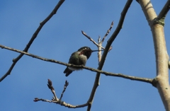 Calypte anna