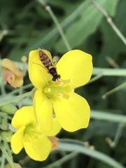 Sphaerophoria pyrrhina