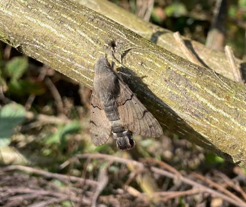 Eurasian Hummingbird Hawkmoth