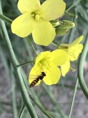 Sphaerophoria pyrrhina