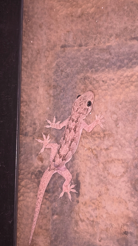 Northern House Gecko