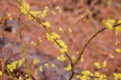 Lindera melissifolia