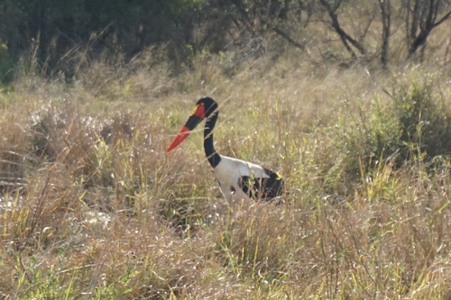 iNaturalist image