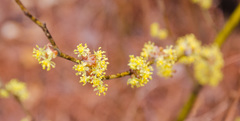 Lindera melissifolia