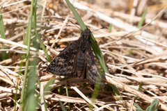 Erynnis icelus