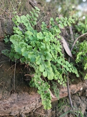 Adiantum chilense, photograph (c) Álvaro Ibaceta R., some rights reserved (CC BY)