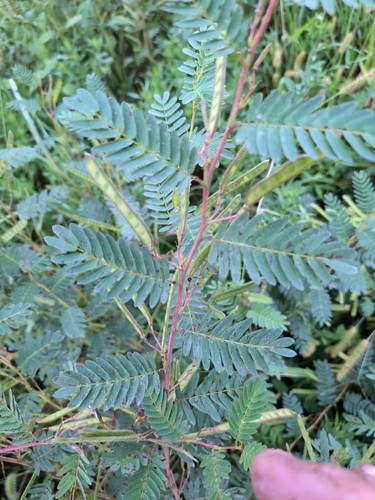 partridge pea