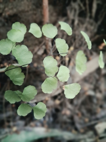 Adiantum chilense, photograph 5