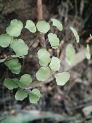 Adiantum chilense, photograph (c) Álvaro Ibaceta R., some rights reserved (CC BY)