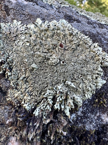 Peppered Rock-shield