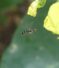Syritta pipiens