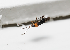 Pseudoxenetus regalis