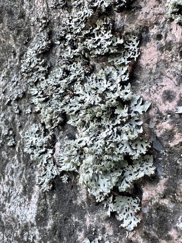 Hooded Tube Lichen