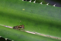 Guibemantis