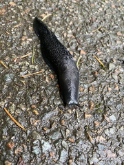 Limax cinereoniger
