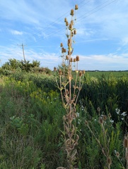 Dipsacus laciniatus, photograph (c) Brad McLeod, some rights reserved (CC BY)