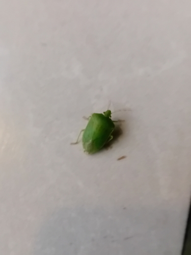 Southern Green Stink Bug