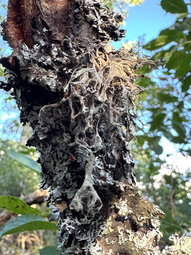 tree moss
