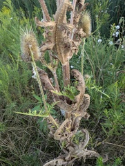 Dipsacus laciniatus, photograph (c) Brad McLeod, some rights reserved (CC BY)