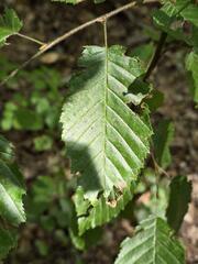 Carpinus orientalis