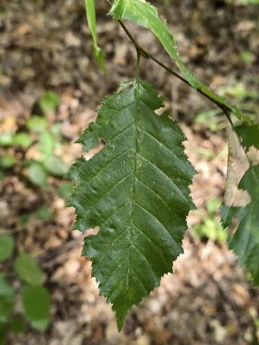 Carpinus orientalis, photograph 3