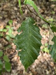 Carpinus orientalis, photograph (c) Сергей Голубев, some rights reserved (CC BY)