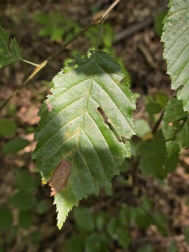 Carpinus orientalis, photograph 2