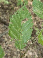 Carpinus orientalis, photograph (c) Сергей Голубев, some rights reserved (CC BY)