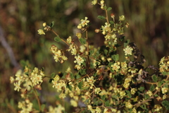 Androcalva luteiflora, photograph Hugo Innes, CC BY, iNaturalist via GBIF