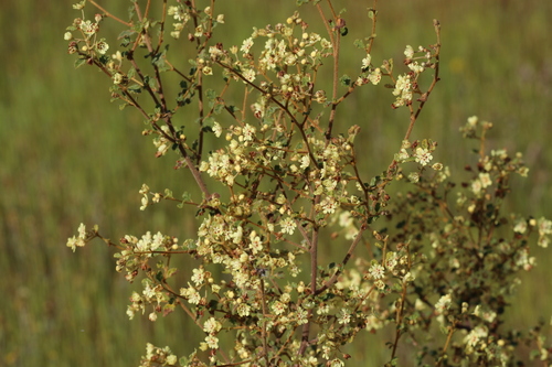 Androcalva luteiflora, photograph 3