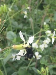 Bombus caliginosus