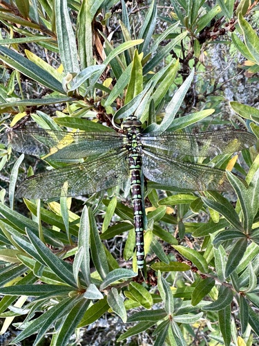 Southern Hawker