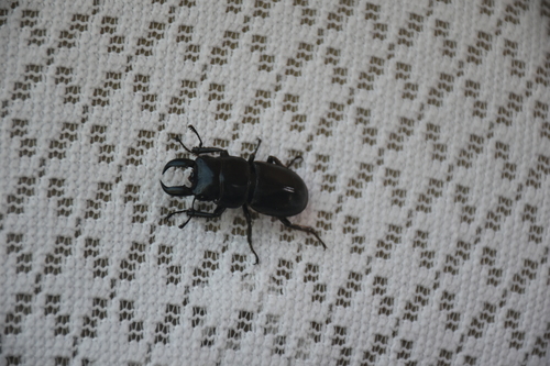 Serrognathus titanus platymelus