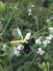 Bombus caliginosus