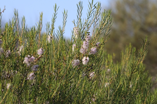 Melaleuca radula, photograph 2