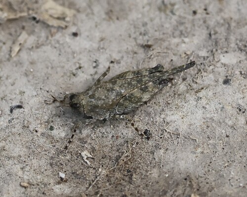 Aztec Pygmy Grasshopper