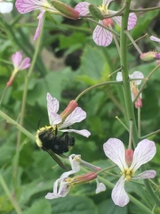 Bombus caliginosus