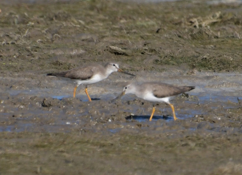 iNaturalist image