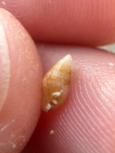 Mitrella margarita observed 2026-09-01