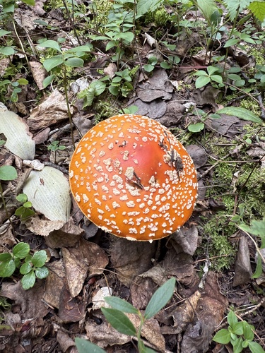 Fly Agaric