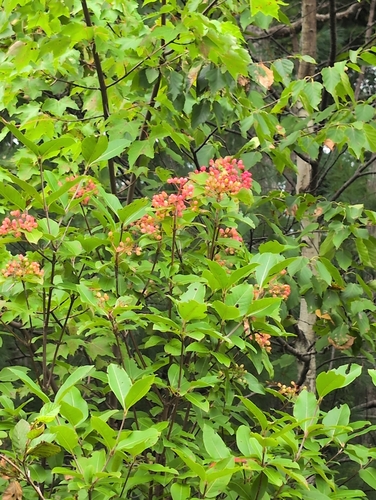 northern wild raisin