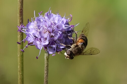 Orange-spined Drone Fly
