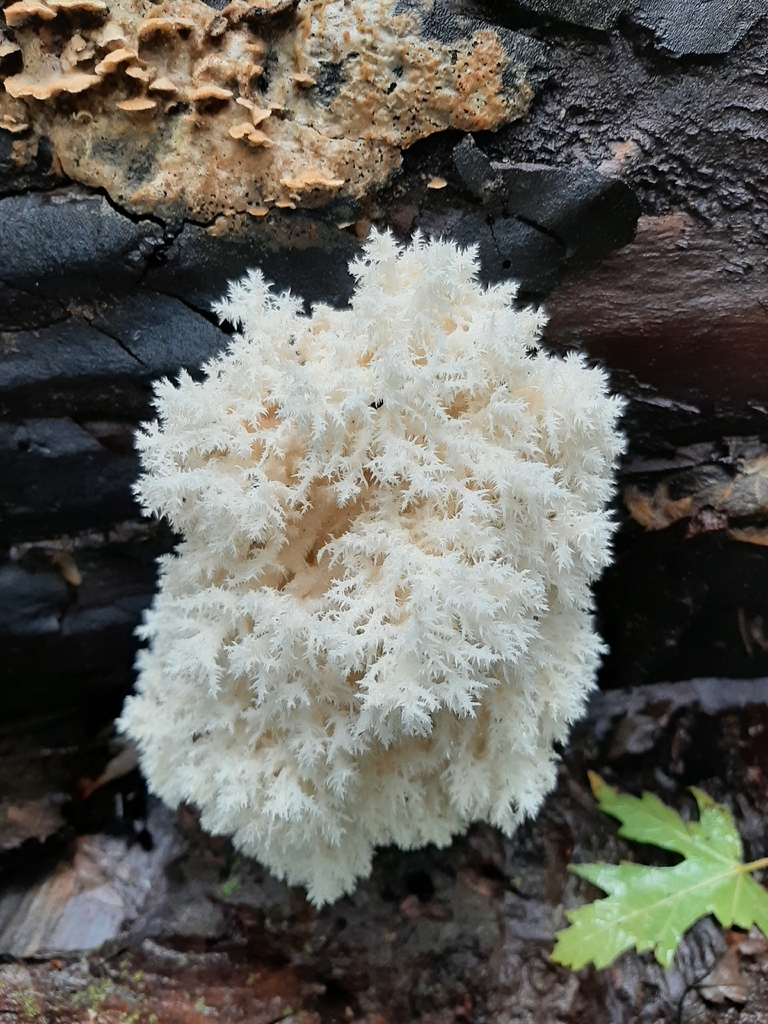 Coral tooth fungus · September 2026 · photo: Photo: no rights reserved · iNaturalist