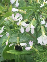 Bombus caliginosus