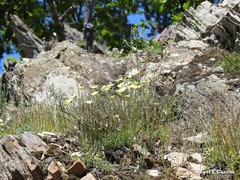 Lavandula pedunculata