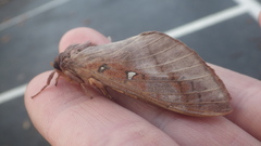 Oxycanus